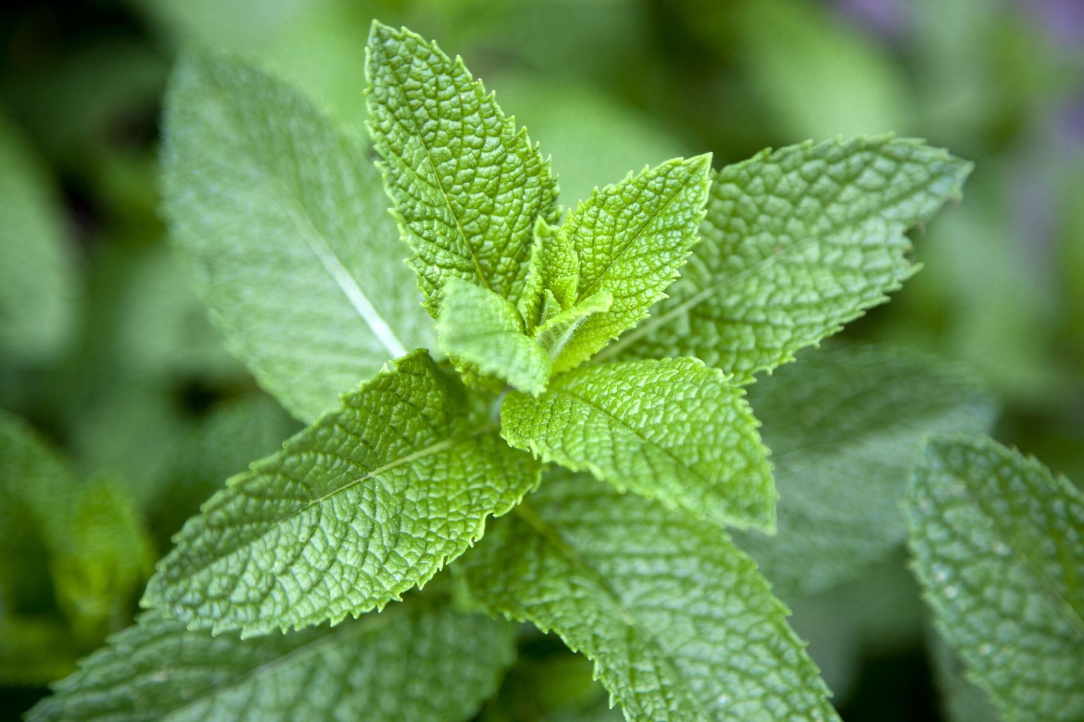 What Does The Word Mint Mean In English