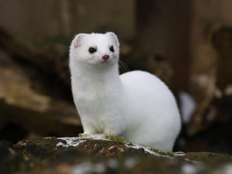Weasel: Spirit Animal, Totem, Symbolism, and Meaning - What Dream Means