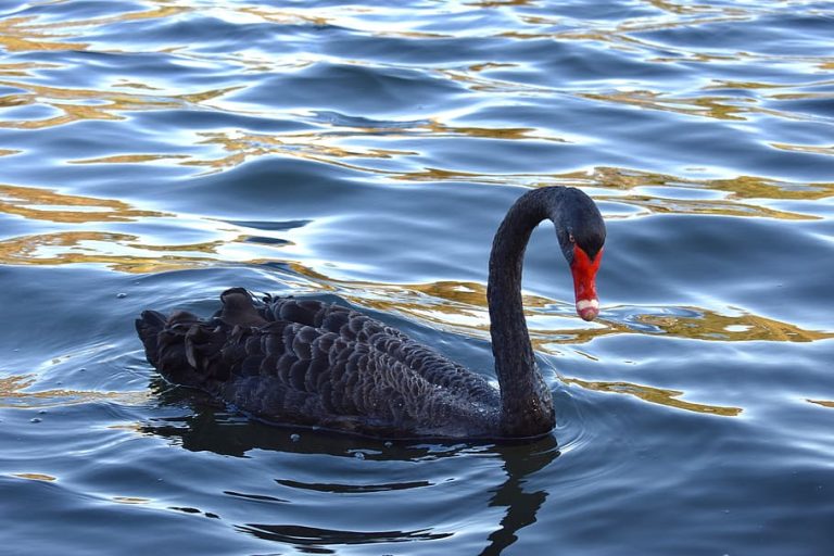 Final Vær modløs Skærm Black swan : Spirit Animal, Totem, Symbolism and Meaning - What Dream Means