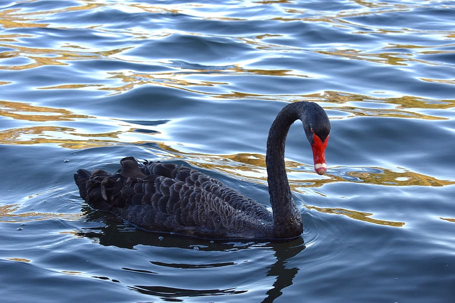 Black Swan : Spirit Animal, Totem, Symbolism and Meaning
