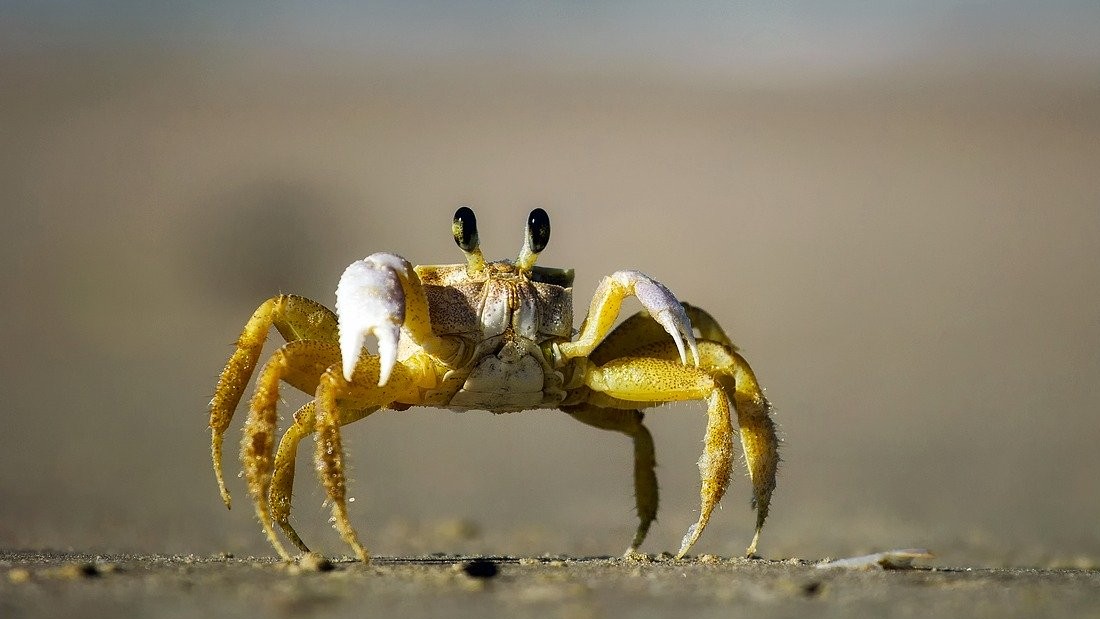 crab-spirit-animal-totem-symbolism-and-meaning