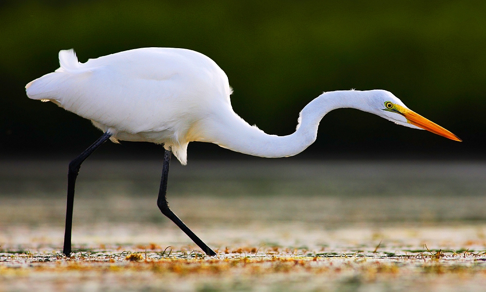 egret-spirit-animal-totem-symbolism-and-meaning