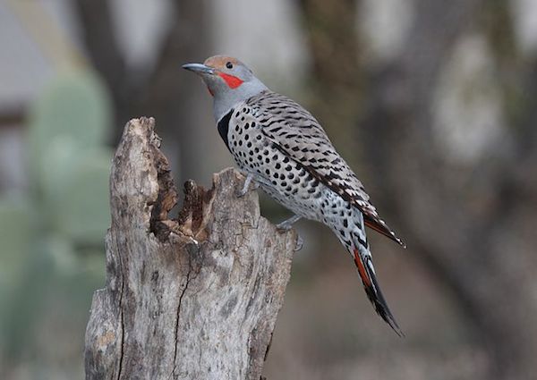 flicker-spirit-animal-totem-symbolism-and-meaning