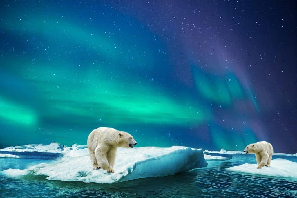 Polar Bear  Cosmic Animal Meanings, Messages & Dreams