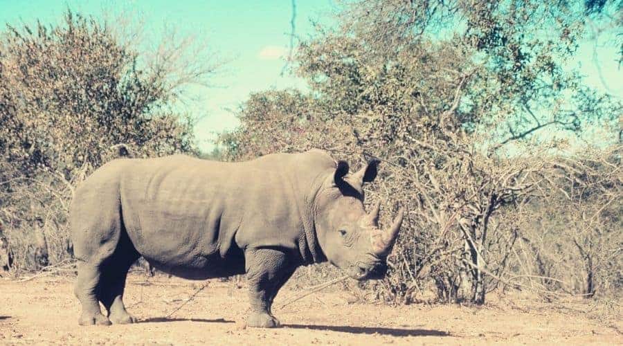 Rhino: Spirit Animal, Totem, Symbolism and Meaning