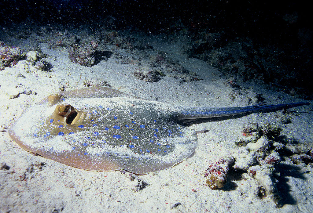 stingray-spirit-animal-totem-symbolism-and-meaning