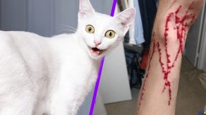 cat attack wounds