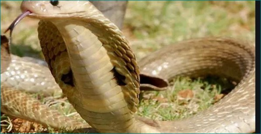 what-does-it-mean-to-dream-about-brown-snake