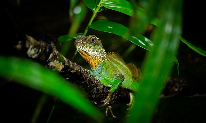 What Does it Mean to Dream About Chameleon?