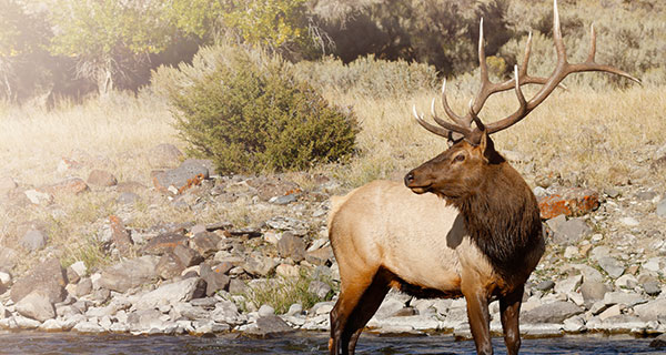 what-does-it-mean-to-dream-about-elk