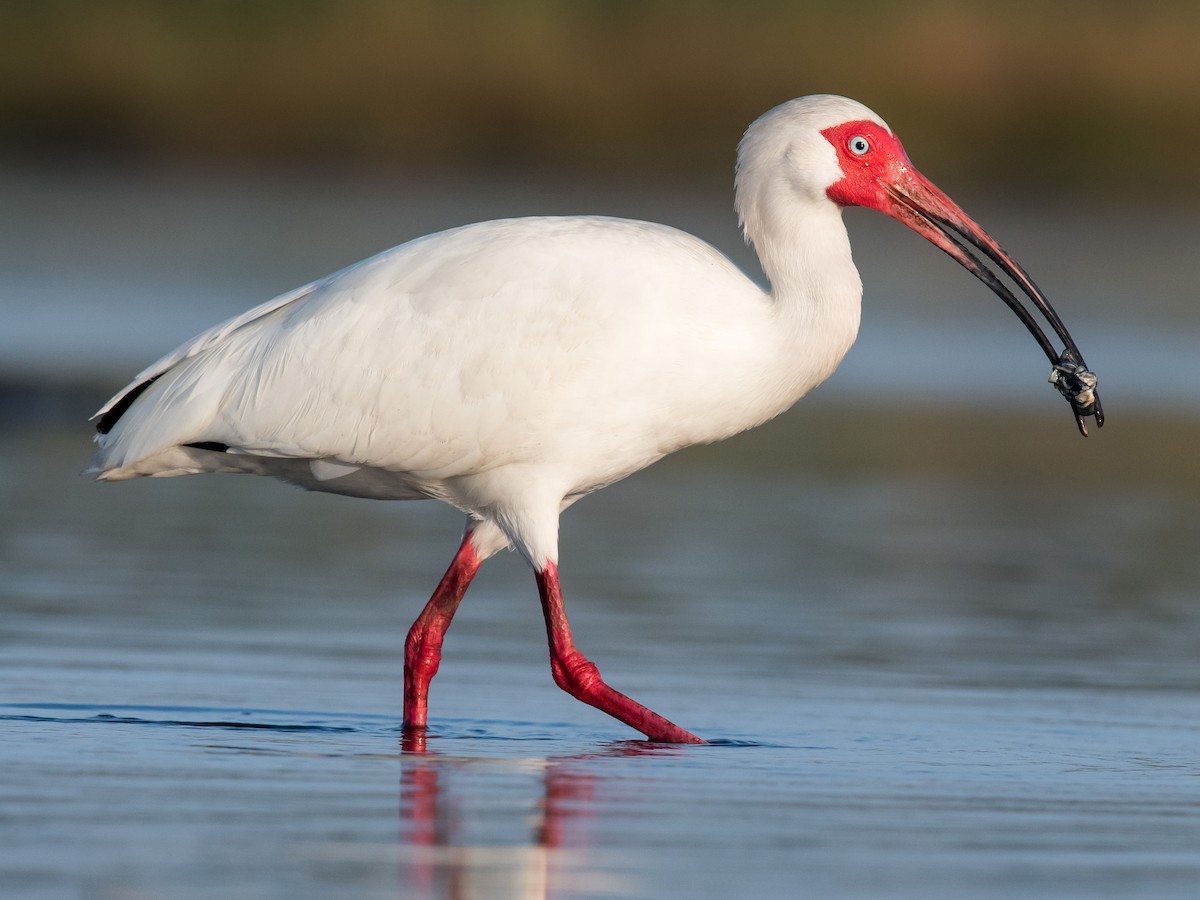 what-does-it-mean-to-dream-about-ibis