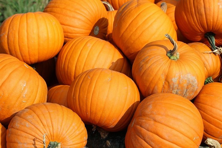 what-does-the-colored-pumpkin-mean-the-meaning-of-color