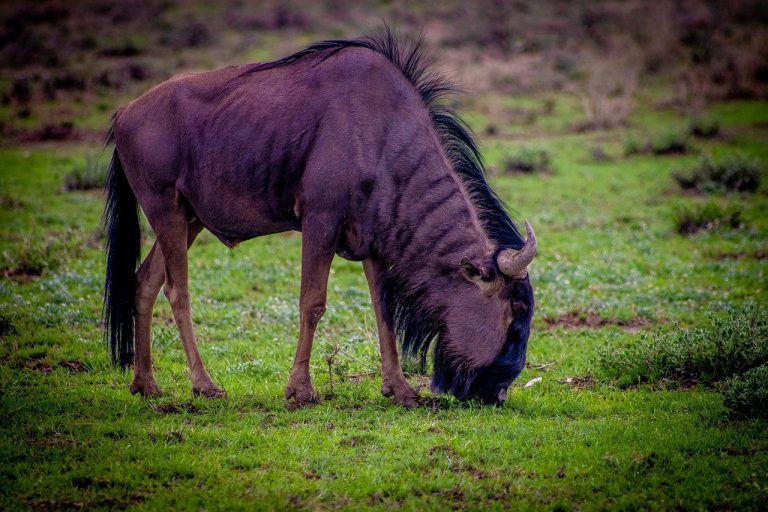 Wildebeest: Spirit Animal, Totem, Symbolism, and Meaning