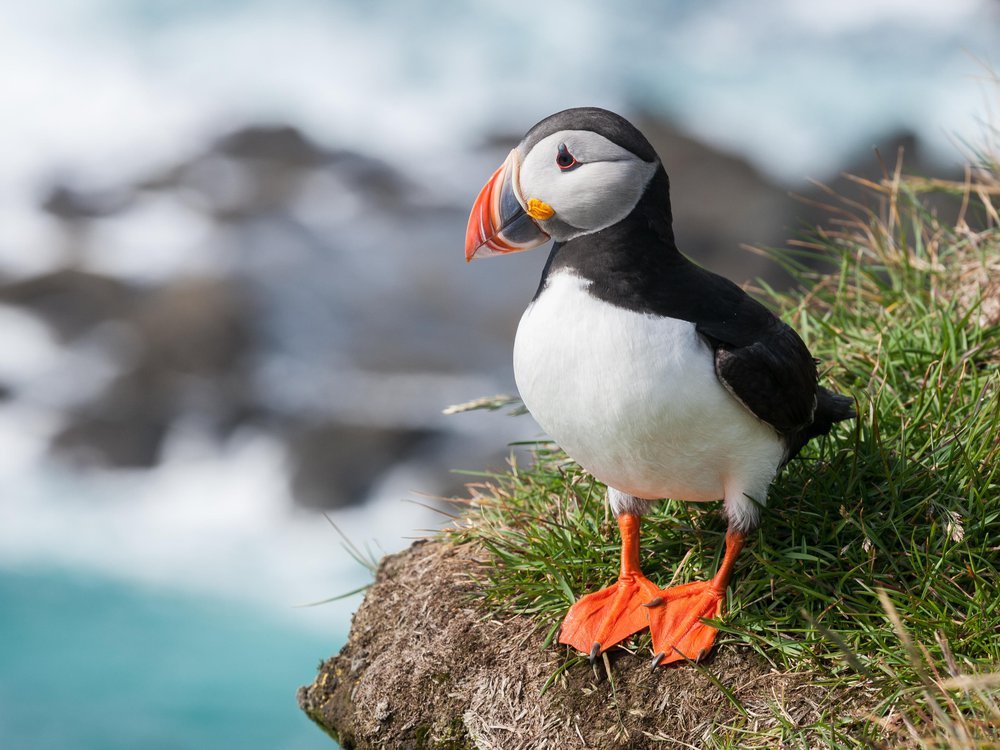 Puffin Meaning In Urdu